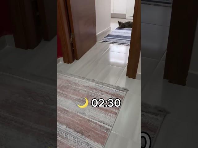 Gece kedim vs gündüz kedim 