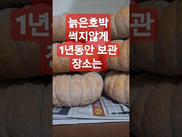 늙은호박 썩지않게 1년동안 보관 방법 맷돌 호박