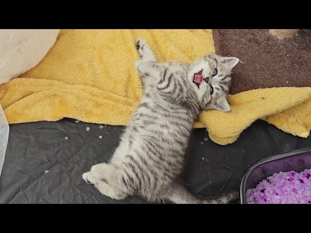 Mom cat wants to wake up sweet kittens