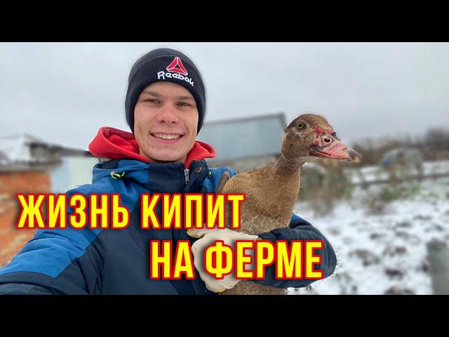 Зима на Ферму пришла-работы меньше не стало‍ Про зимнее Кормление/Кроличьи новости/Новости фермы