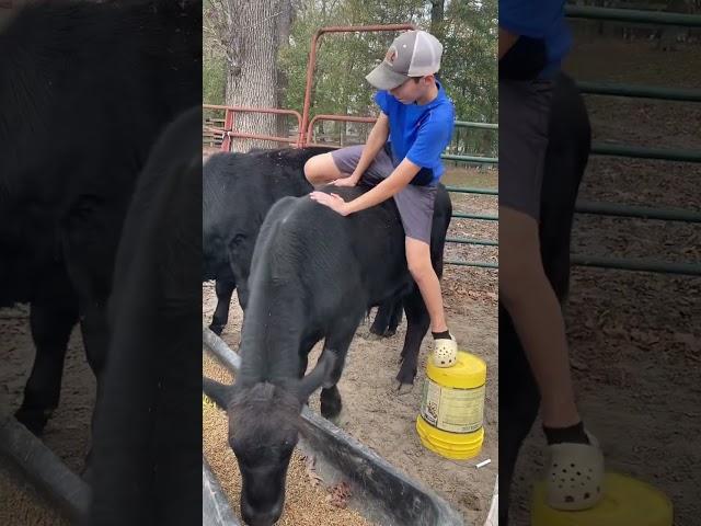 Day 1 of trying to ride a bull#farm #cow #shorts #countrylife #NFR