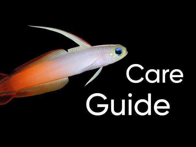 Red Fire Fish Goby Care Guide