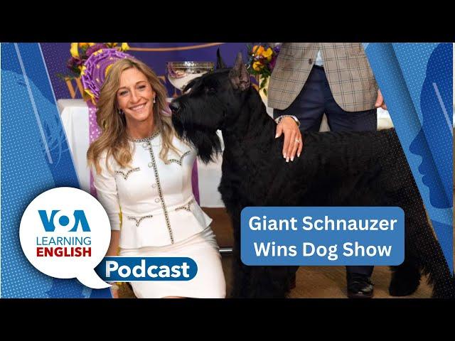 Dog show, English in Senegal, Protect phone data, Actor verbs