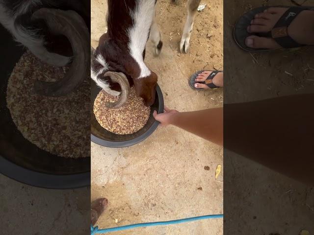 #goat #goatfarming #goatfarm #bull #shortsyoutube #cattlefarm #foryourpage