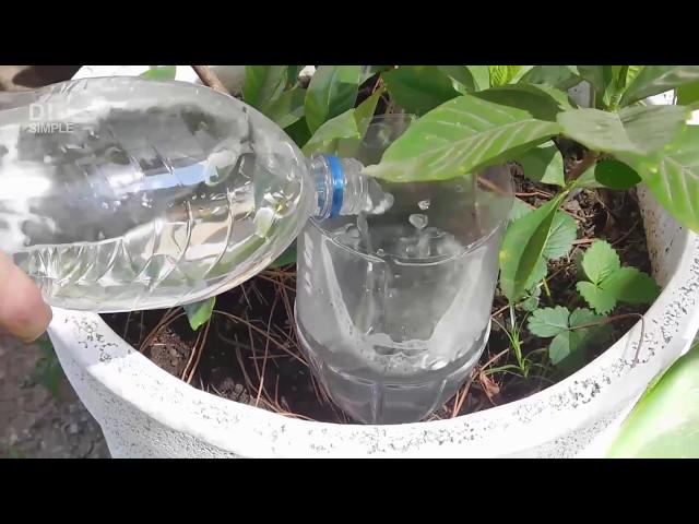 How to water plants when on vacation