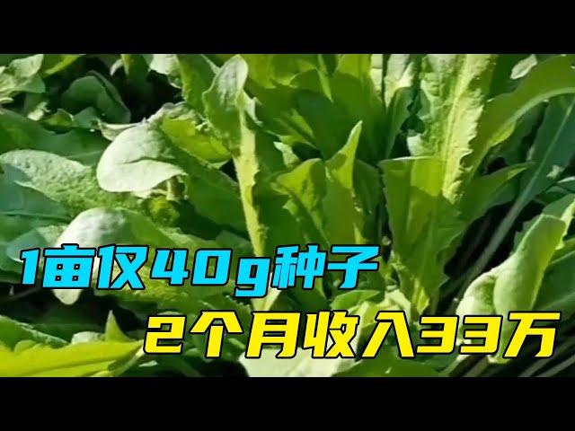 1 mu of only 40g seeds earns 330,000 yuan in 2 months