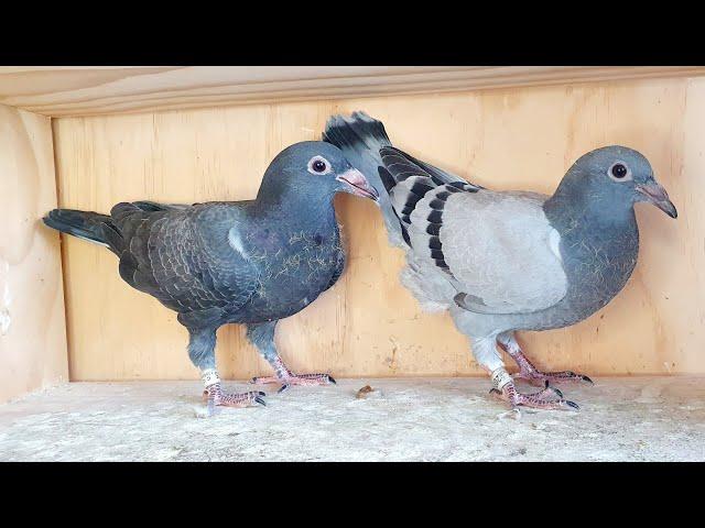 Learning secrets with pigeon genetics (and 10km training toss!)