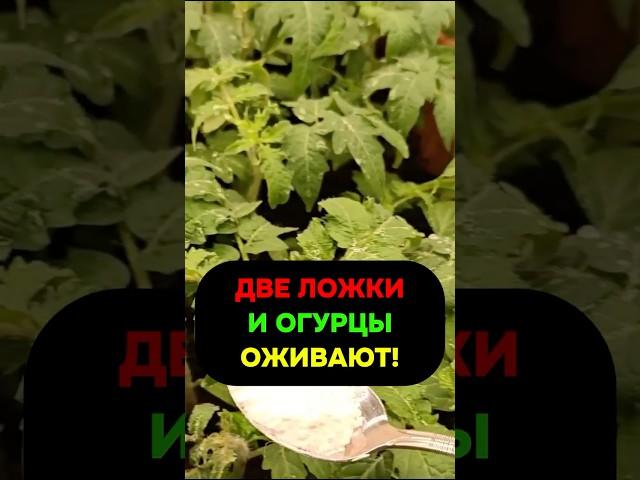Две ложки и огурцы оживают #огурцы #сад #огород #дача #урожай #подкормка #безхимии