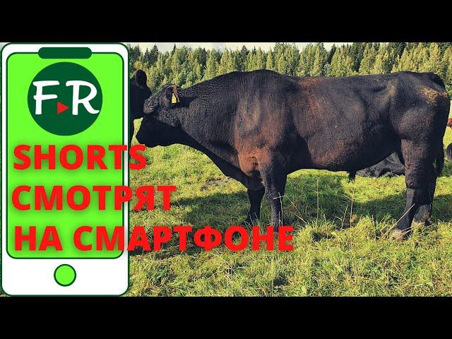 Мясной КРС породы Абердин-ангус