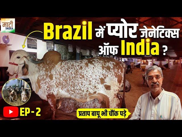 Brazil में Indian Blood वाली गिर गायें, Krishna और Sakina के वंशज । Kankrej, Gir और Ongole । EP-2 ।