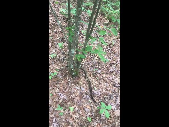 Walking with a timber rattlesnake. Highonsnakes IG@jeremyclaycash large Timber in Ouachita National