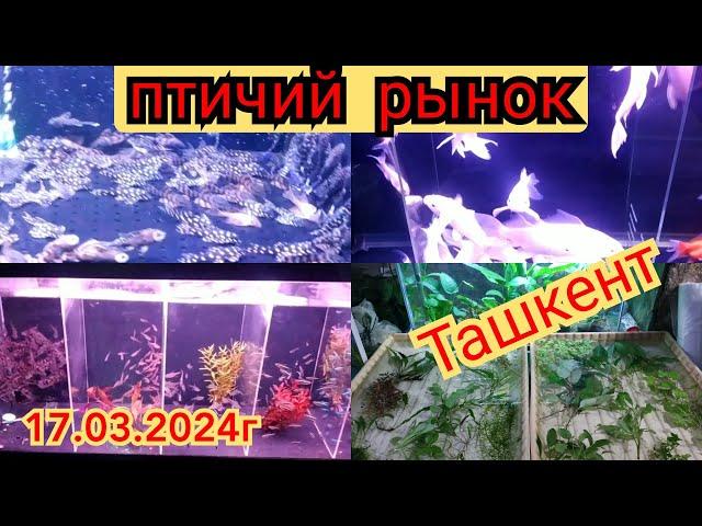 Птичий рынок(базар) Узбекистан Ташкент , aquarium fish market