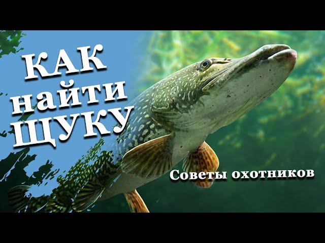 Как найти щуку на подводной охоте. Советы для начинающих.