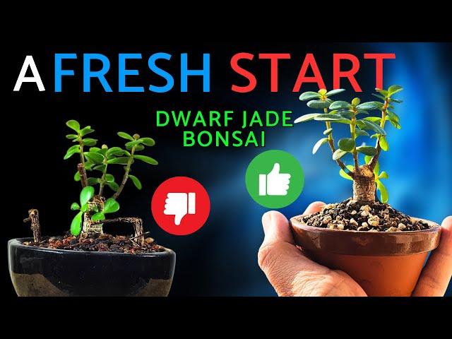 Start Your BONSAI Journey with Tiny Dwarf Jade Repotting!