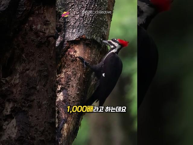 이 작은 새가 뇌진탕을 일으키지 않는 이유