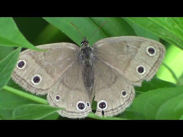 Butterfly - Little Wood Satyr 2 HQ HD