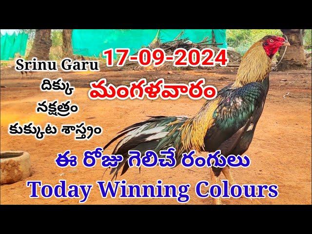 17 September 2024 Today Winning Colours#kukkutasastram  @SrinuGariFarms   @SrinuGaruSGF