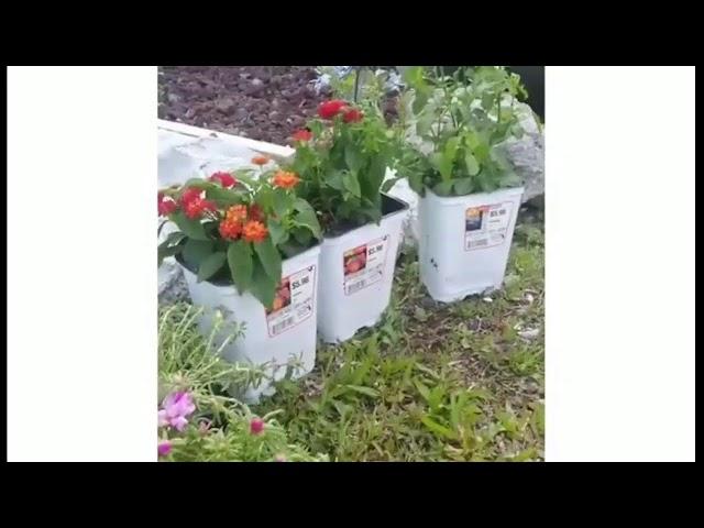 Meu jardim na Florida Live Stream