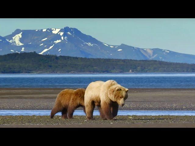 Grizzly Bear Hunts For Clams | Wild Alaska | BBC Earth