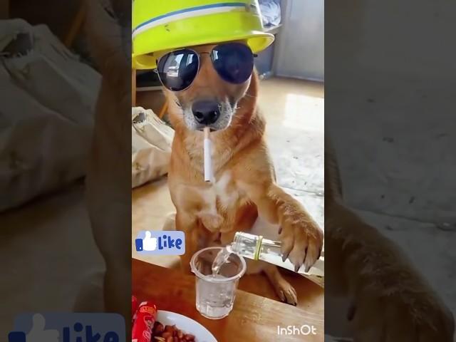 Funny dog Cute Cat Videos #shorts #youtubeshorts