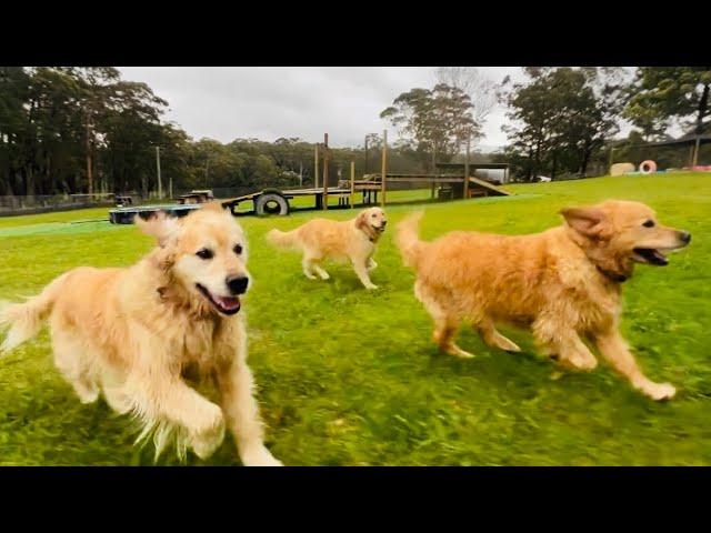 Our furry crew, are raring to rock daycare with paddock! Ash's mini-me's pitched in with BBQ duties!