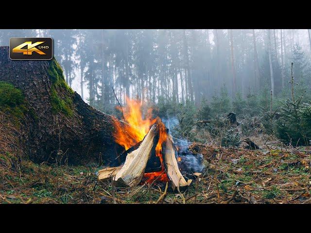 Campfire in a Foggy Forest Authentic Sounds of Nature