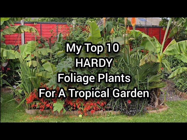 My Top 10 HARDY Foliage Plants For A Tropical Garden. Ten Jungle-Like Leafy Plants I Grow In UK.