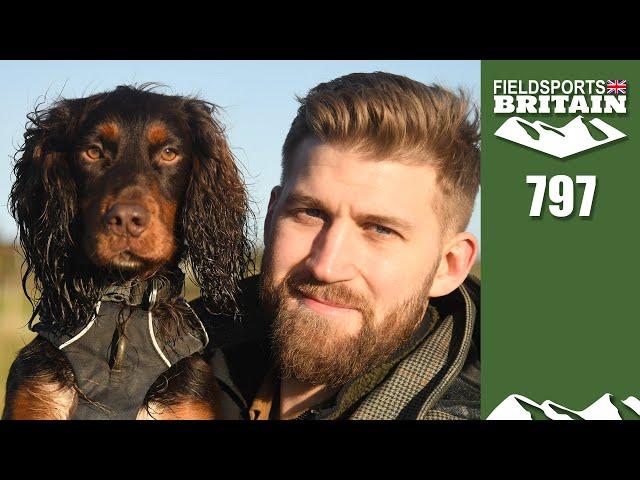 Fieldsports Britain – Pocket rocket gundogs