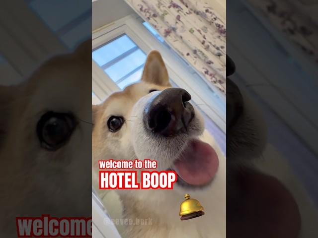 hotel boop ️ #cutenessoverload