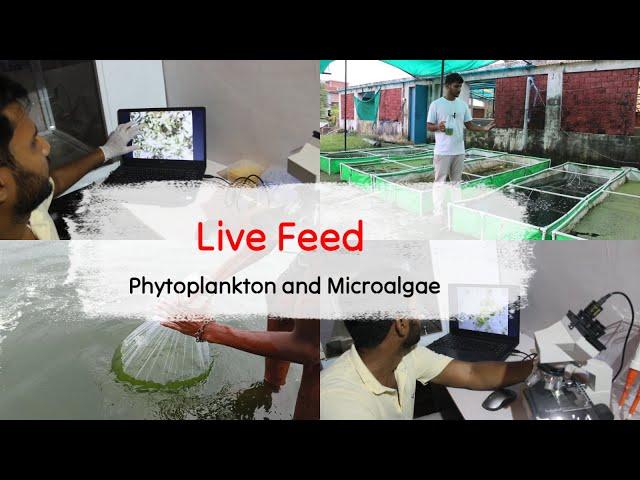 Live Feed 2 : Phytoplankton & Microalgae