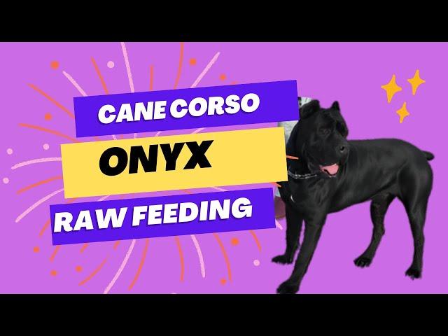 *** Raw Feeding *** Onyx the Cane Croso