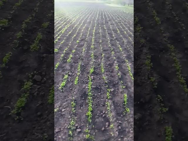 петрушка #весна #shortvideo #петрушка #холод #short