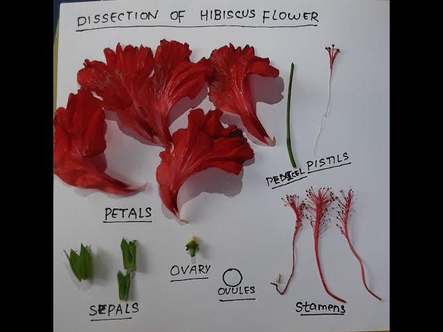 DISSECTION OF HIBISCUS FLOWER | Hibiscus rosa-sinesis | China Rose