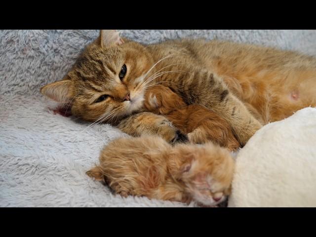 Mother cat Charo cuddles her baby kittens so lovingly!