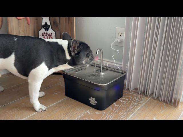 Your dog will drink more water with the Kastty Water Fountain!