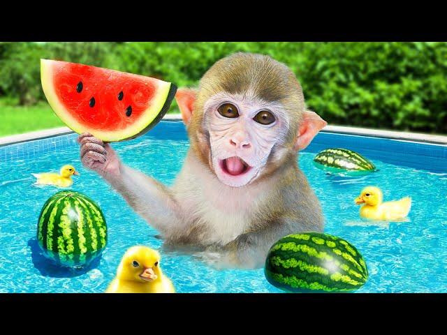 BiBi Monkey eats Coolest Watermelon and goes swimming at summer pool | COA Animal