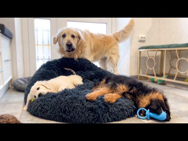 Golden Retriever Shocked by Puppies occupying his bed!