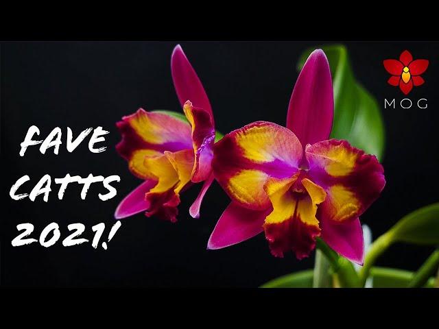 Favorite Cattleya Orchids in 2021 - Must Haves for any Cattleya collection! 