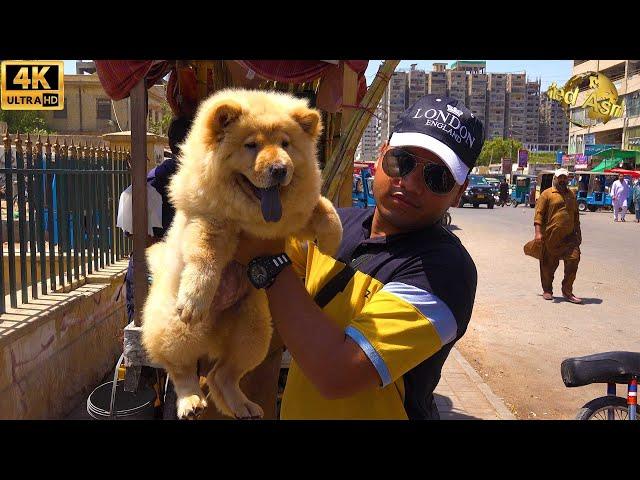 Saddar Dogs Market 19-5-2024 Karachi | German Shepherd Chow Chow Dogs | الكلاب الأصيلة والمقاتلة