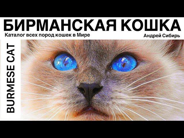 БИРМАНСКАЯ КОШКА. ВСЕ ПОРОДЫ КОШЕК МИРА. BURMESE CAT.