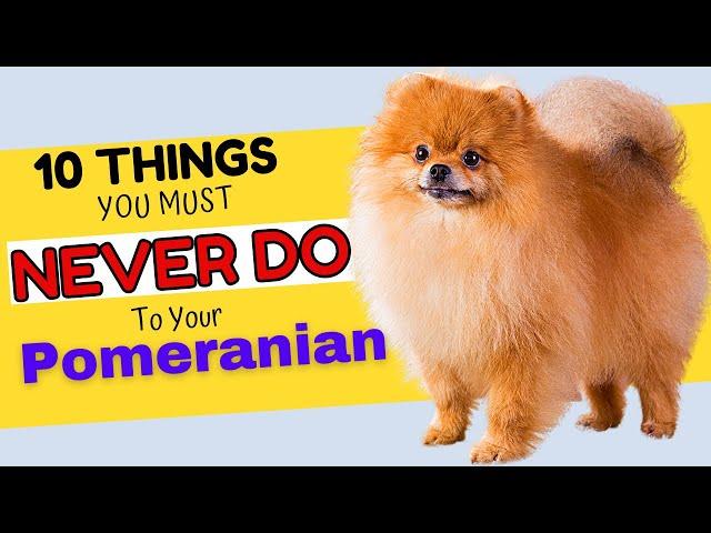 10 Things You Must Never Do to Your Pomeranian