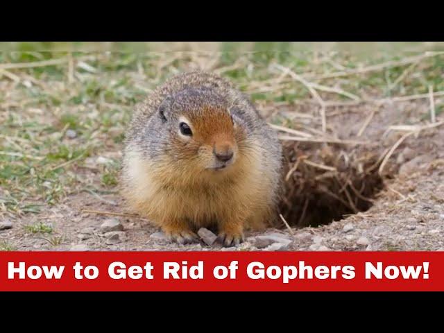 Gopher Invasion? Here's How to Get Rid of Gophers!