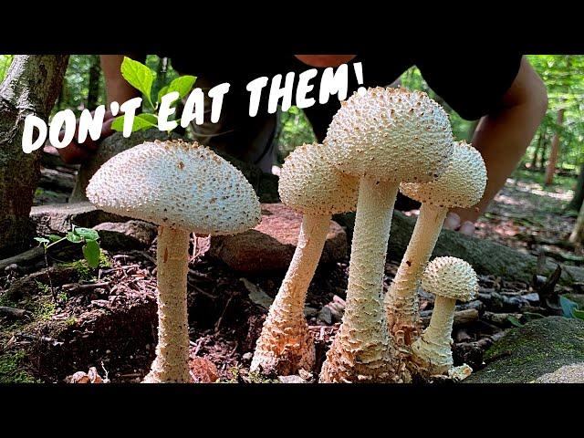 7 Common Poisonous Mushrooms You Should Know