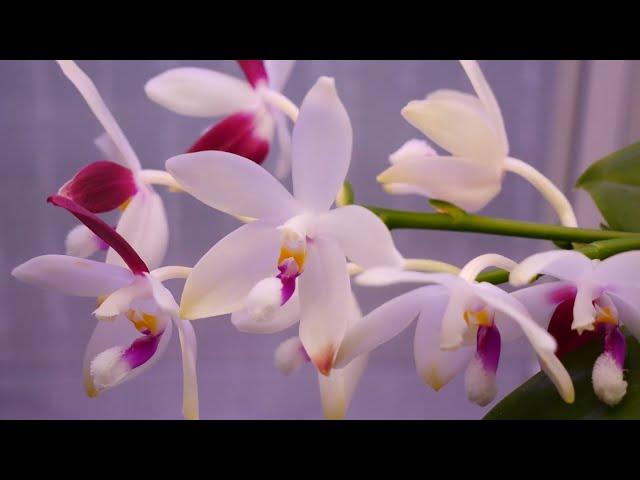 Phalaenopsis speciosa (tetraspis C#1) - Orchid Spotlight & Care Tips