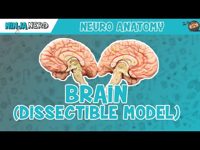 Anatomy of the Brain | Dissectible Model