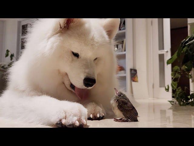 A large dog living with a baby bird