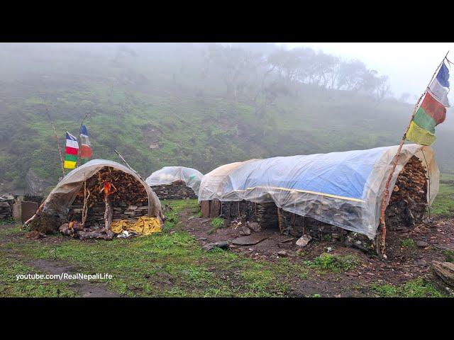 Himalayan Village Life | The Yak Farm | Rainy Day | Dolpa | Nepal | Jagadulla Mountai Village Life |