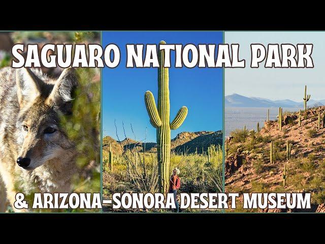 Top Things To Do At Saguaro National Park And The Arizona - Sonora Desert Museum in Tuscon!