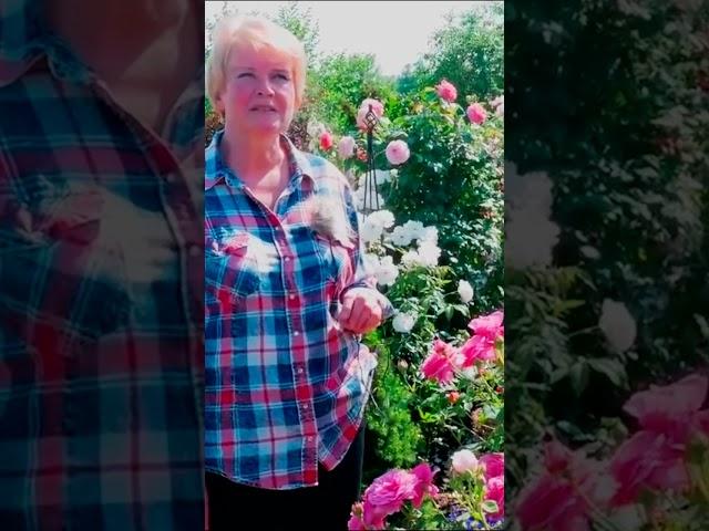 шрабы английской селекции