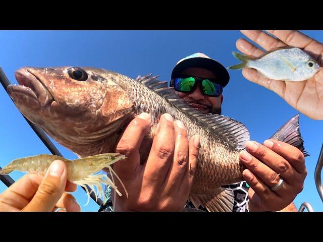 JETTY AND BRIDGE Fishing Packery channel with live SHRIMP and MOJARRA (Catch and Cook)